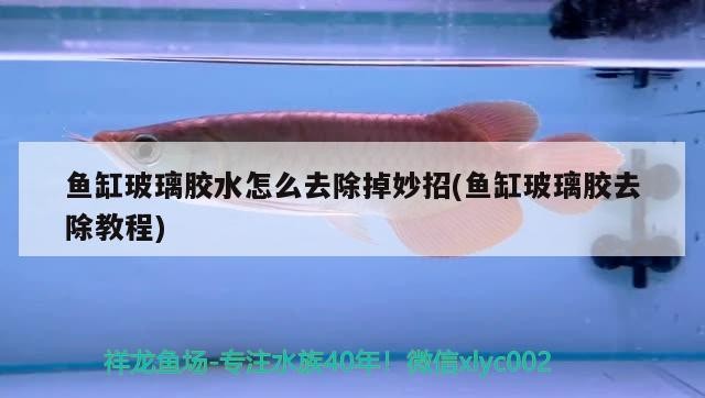 魚缸玻璃膠水怎么去除掉妙招(魚缸玻璃膠去除教程)