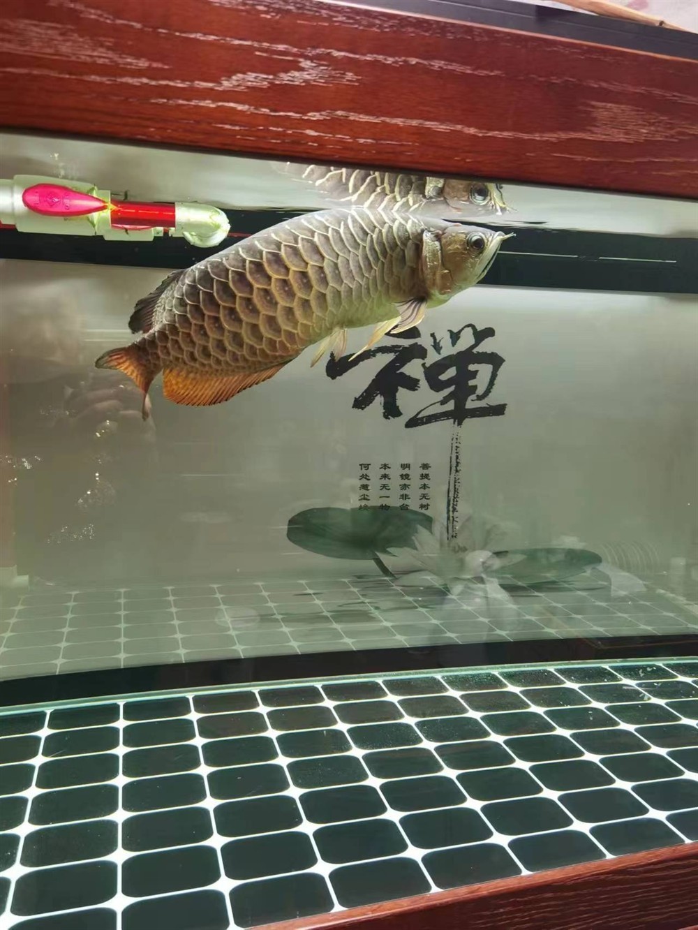求助各位大神！龍魚最近兩個月沒吃取東西，目前身體發現變S行，狀態很差，現在在用大白片和土霉素2日，沒感覺好，各位有啥好辦法[peifu][peifu][peifu]