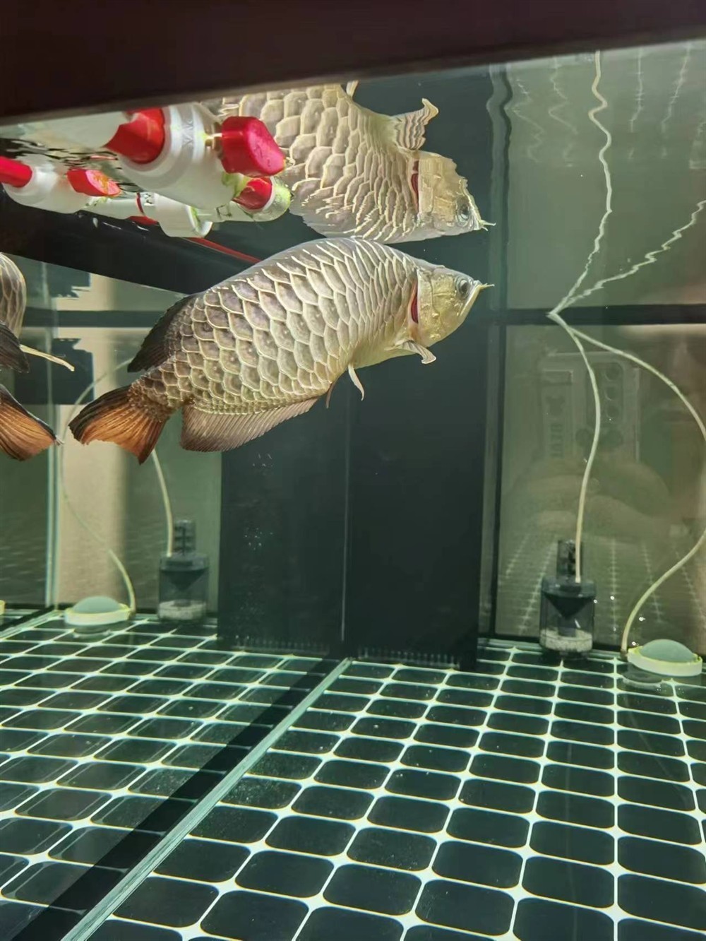 求助各位大神！龍魚最近兩個月沒吃取東西，目前身體發現變S行，狀態很差，現在在用大白片和土霉素2日，沒感覺好，各位有啥好辦法[peifu][peifu][peifu]