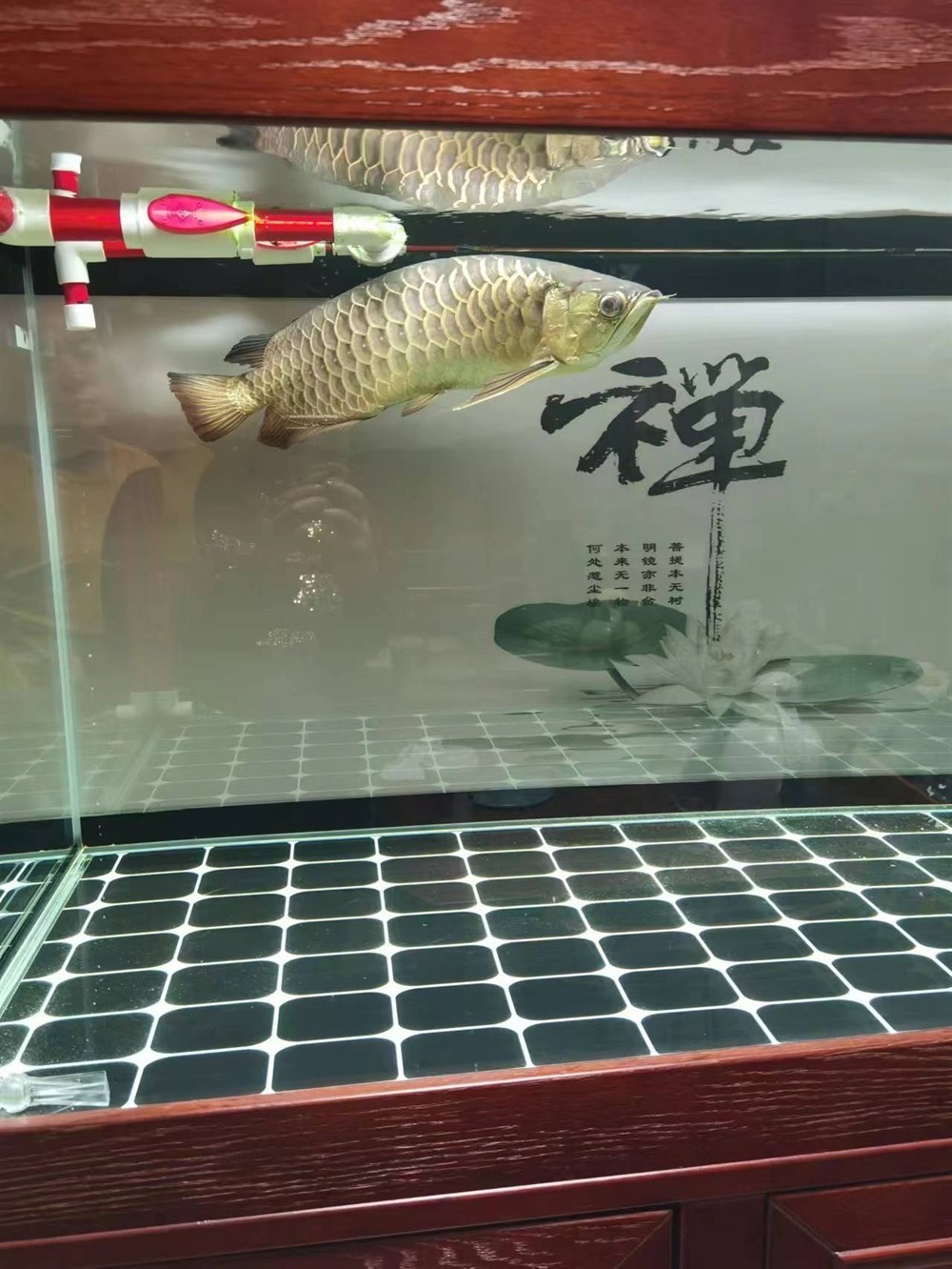 求助各位大神！龍魚最近兩個月沒吃取東西，目前身體發現變S行，狀態很差，現在在用大白片和土霉素2日，沒感覺好，各位有啥好辦法[peifu][peifu][peifu]