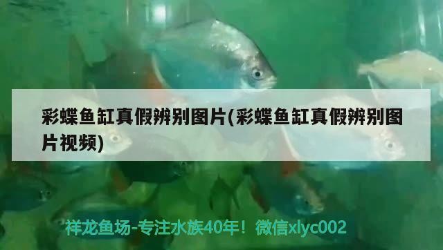 如何合法飼養豬鼻龜視頻講解大全(如何辦理養豬鼻龜的手續)