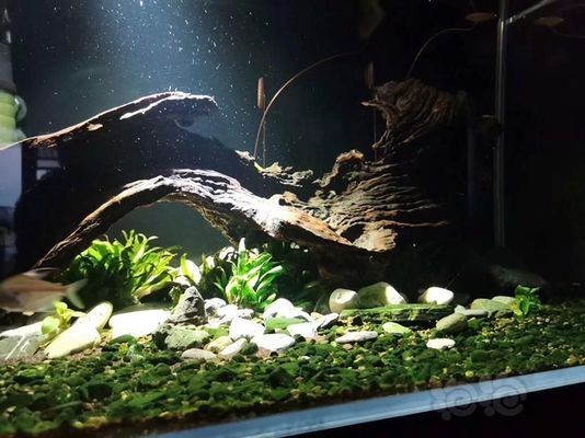 森森魚缸過濾器和水泵一定要嗎（森森魚缸過濾器怎么用）