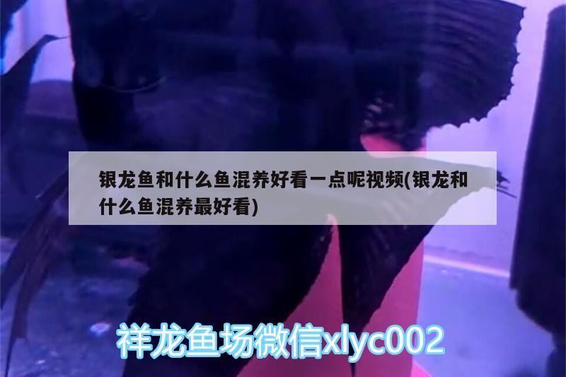 銀龍魚和什么魚混養好看一點呢視頻(銀龍和什么魚混養最好看)