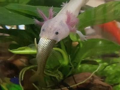 sunsun魚缸價格安裝：sunsun魚缸價格以及安裝情況