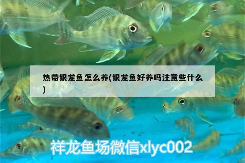 熱帶銀龍魚怎么養(銀龍魚好養嗎注意些什么)
