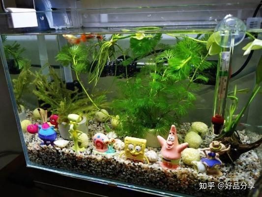大型魚缸品牌哪個(gè)好用：大型魚缸品牌推薦