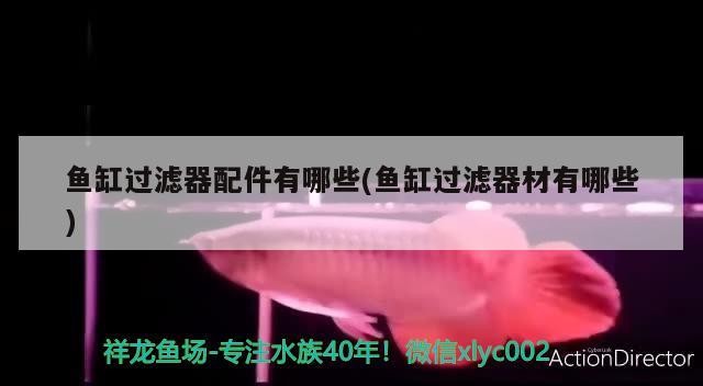 紅龍魚品種及圖片大全介紹及價格（如何判斷一只紅龍魚的品種和品種？）