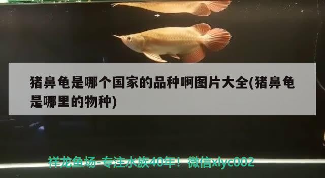 綠色魚缸顏色對魚缸綠水好嗎，如果能碰巧解決面臨的問題，綠色的魚缸好嗎