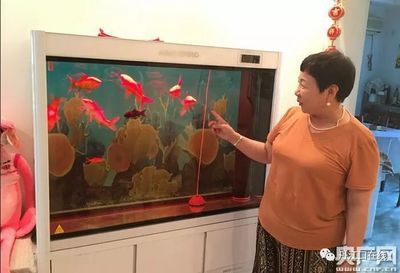 龍魚浮頭有生命危險，但別慌，先搞清楚原因再應對，龍魚浮頭怎么辦