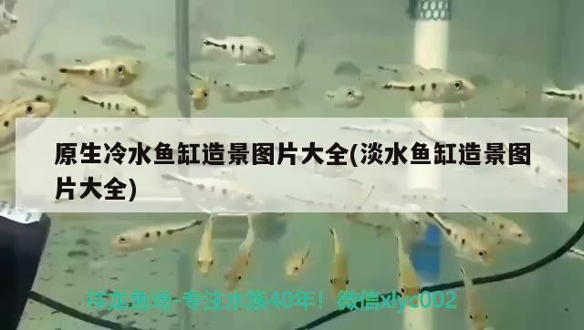 原生冷水魚缸造景圖片大全(淡水魚缸造景圖片大全)