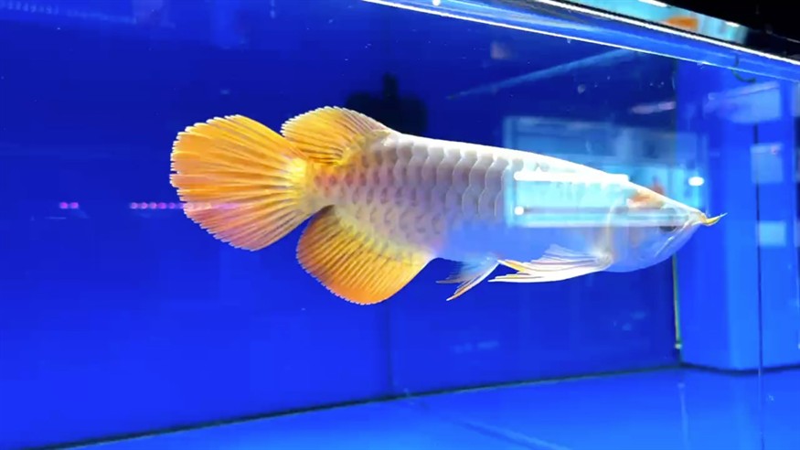 圣塔倫大湖魚 尺寸27/28??鱗底有光澤 前鰭過腹自然下掛 菱形尾巴 七鰭張力強狀態好 龍王須 小寬身微翹頭