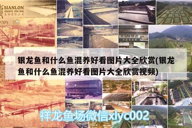 銀龍魚和什么魚混養好看圖片大全欣賞(銀龍魚和什么魚混養好看圖片大全欣賞視頻)