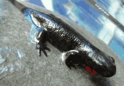 大大的魚缸里有幾條腿：探討魚缸中有多少條腿之前需要明確哪些生物會被放入魚缸中