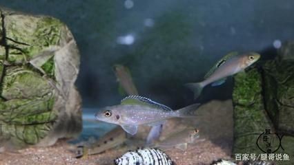 大大的魚缸里有幾條腿：探討魚缸中有多少條腿之前需要明確哪些生物會被放入魚缸中