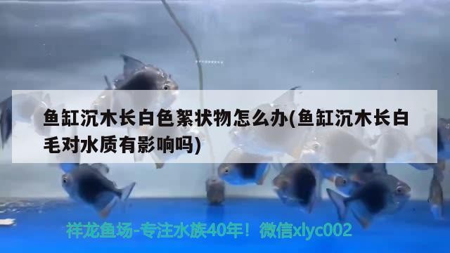 銀龍魚公母辨別圖解圖片(銀龍魚公母辨別圖解圖片欣賞)