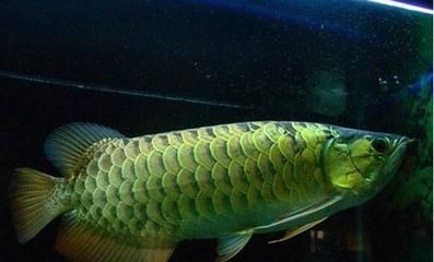 金龍魚喂食什么可以增加顏色呢