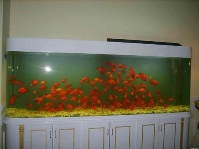 玻璃魚缸養什么魚好看又好養:玻璃魚缸適合養什么魚 魚缸百科 第4張 玻璃魚缸養什么魚好看又好養:玻璃魚缸適合養什么魚 玻璃魚缸養什么魚好看又好養:玻璃魚缸適合養什么魚 魚缸百科 第4張