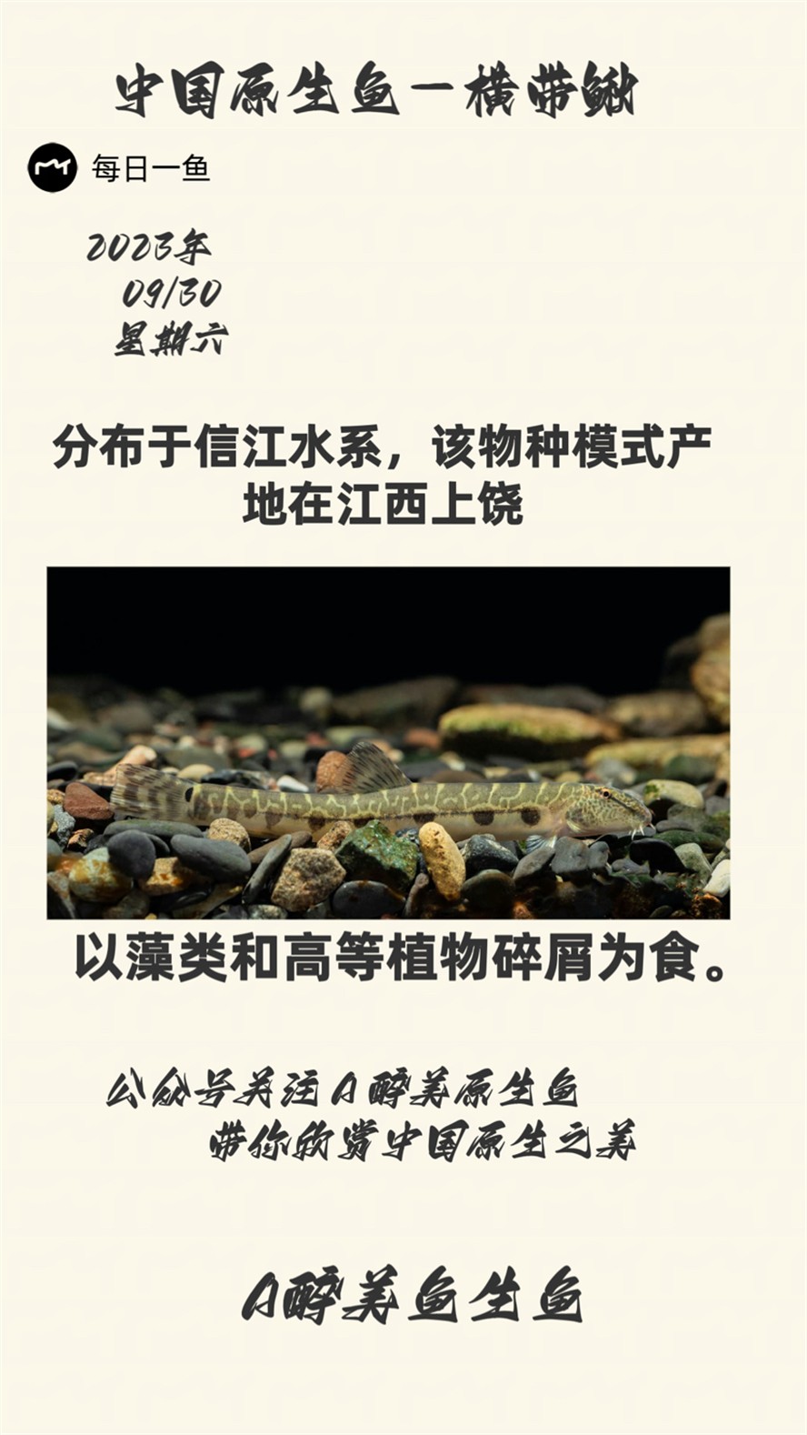 橫帶鰍 橫帶鰍 龍魚論壇