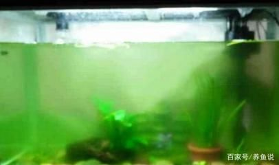 青龍魚苗價格和青龍魚苗的價格在300-400之間，青龍魚苗價格一般多少錢一條？