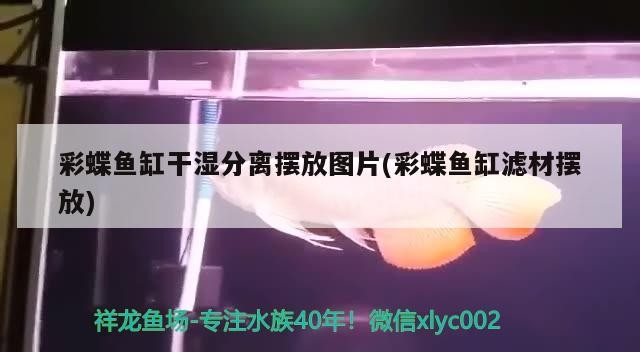 彩蝶魚缸干濕分離擺放圖片(彩蝶魚缸濾材擺放)