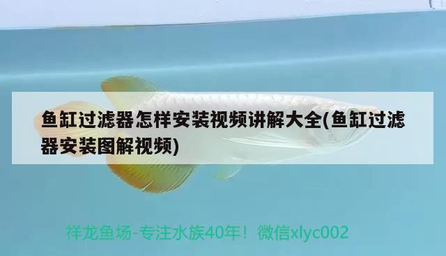 魚缸造景先放沙還是先放水(魚缸造景先鋪沙還是先放石頭) 魚缸過濾器怎樣安裝視頻講解大全(魚缸過濾器安裝圖解視頻) 紅龍魚百科 魚缸過濾器怎樣安裝視頻講解大全(魚缸過濾器安裝圖解視頻) 魚缸過濾器怎樣安裝視頻講解大全(魚缸過濾器安裝圖解視頻) 紅龍魚百科