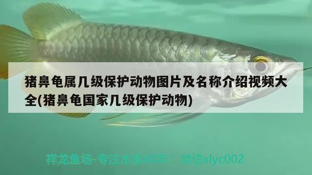 淅川縣城鎮一份幸福水族門市部（淅川幸福家園酒店）