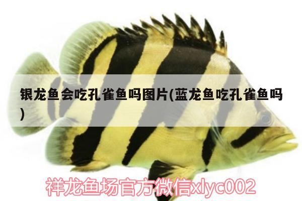 銀龍魚會吃孔雀魚嗎圖片(藍(lán)龍魚吃孔雀魚嗎)