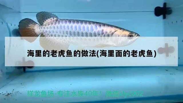 海里的老虎魚的做法(海里面的老虎魚)
