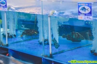 八爪魚能在魚缸里養(yǎng)嗎怎么養(yǎng)：八爪魚的飼養(yǎng)方法