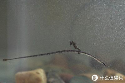 八爪魚能在魚缸里養(yǎng)嗎怎么養(yǎng)：八爪魚的飼養(yǎng)方法