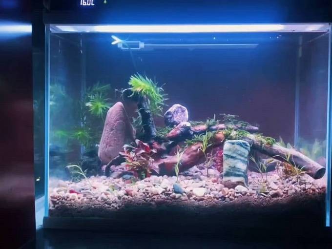 紅龍魚哪個品種比較好一點