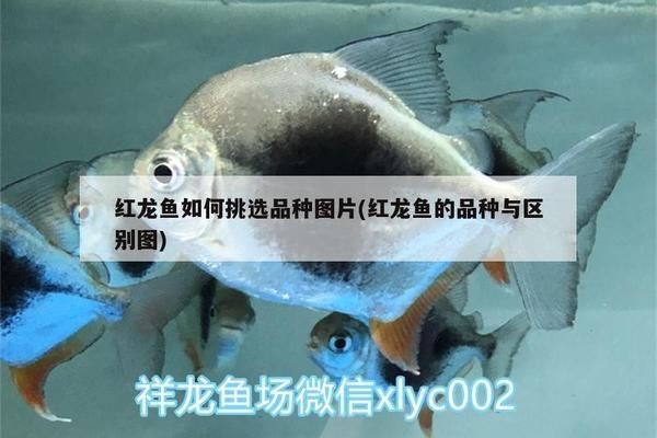 綠底紅龍魚什么品種好看：如何辨別優質綠底紅龍魚