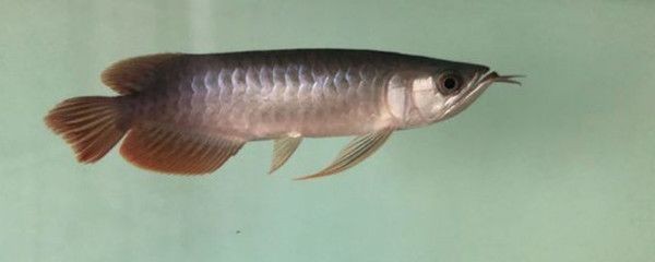 忻州魚缸維修電話號碼查詢地址是多少(忻州觀賞魚店水族)