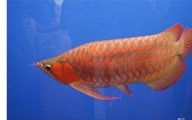 忻州魚缸維修電話號碼查詢地址是多少(忻州觀賞魚店水族)