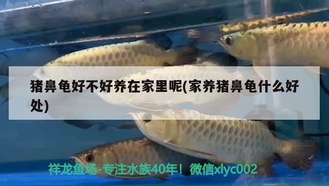 豬鼻龜好不好養(yǎng)在家里呢(家養(yǎng)豬鼻龜什么好處)