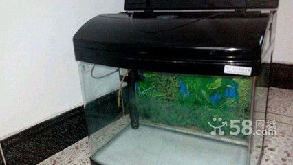 成品魚缸價格多少錢一盆：成品魚缸的價格區間