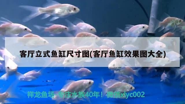 如何喂養銀龍魚(銀龍魚怎么喂養)