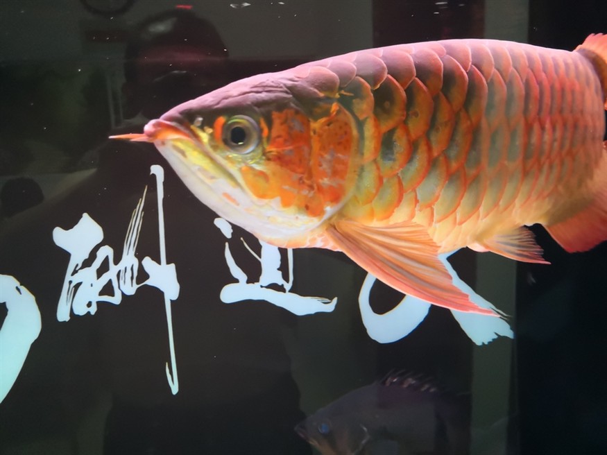 魚友們節日快樂