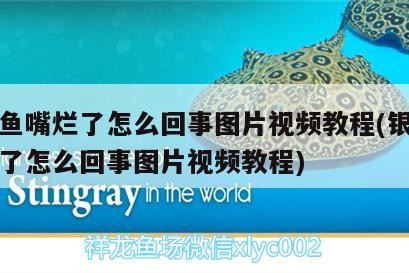 銀龍魚嘴爛了怎么回事圖片視頻教程(銀龍魚嘴爛了怎么回事圖片視頻教程)