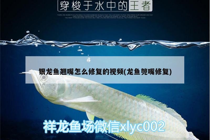 銀龍魚翹嘴怎么修復的視頻(龍魚篼嘴修復)