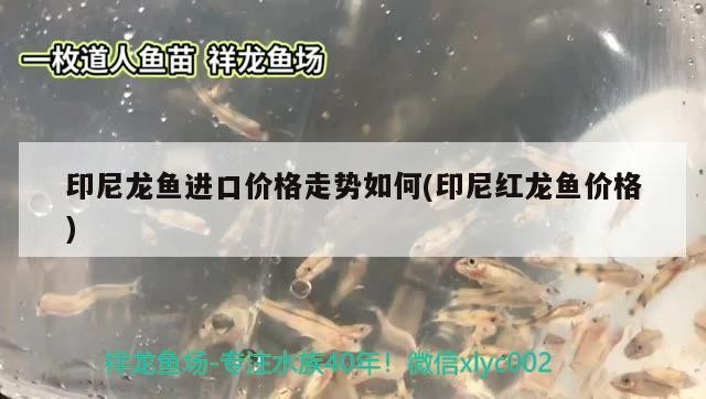 印尼龍魚進口價格走勢如何(印尼紅龍魚價格)