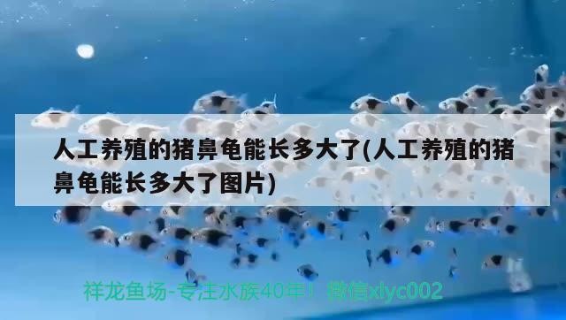 人工養殖的豬鼻龜能長多大了(人工養殖的豬鼻龜能長多大了圖片)