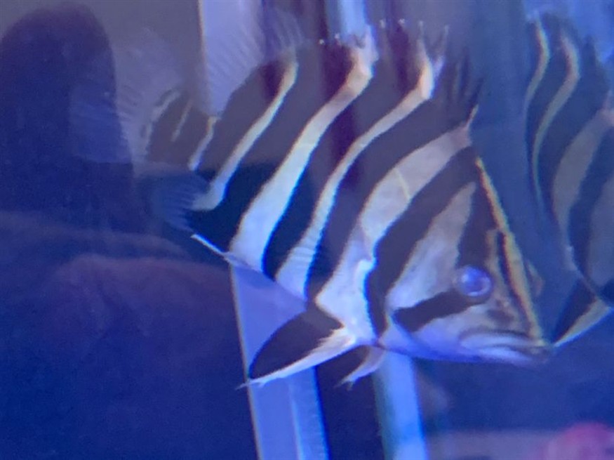北海水族館各位大神幫小弟看看虎魚怎么了？