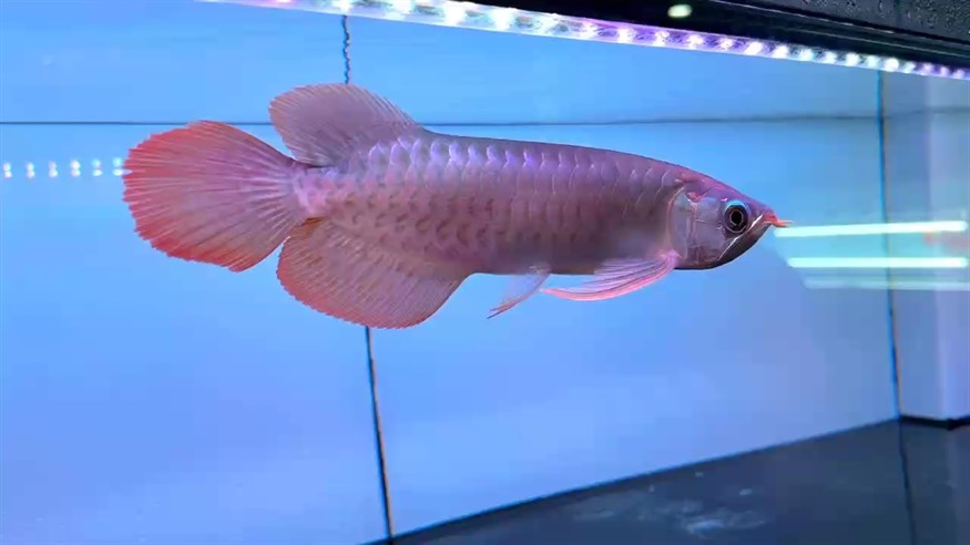 圣塔倫大湖魚(yú)  尺寸30/31
前鰭過(guò)腹自然下掛   微翹頭
鱗底有光澤  七鰭張力足