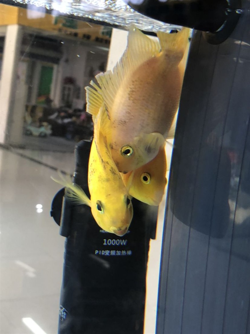 嘉峪關水族館身上黑黑的是臟嗎？