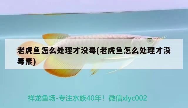 老虎魚怎么處理才沒毒(老虎魚怎么處理才沒毒素)