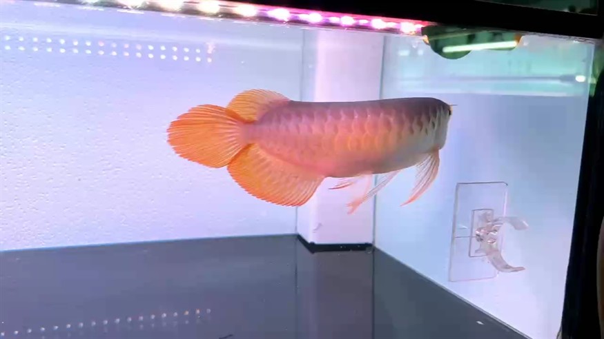 圣塔倫下掛胸鰭大湖魚 尺寸32/33 超大火焰尾