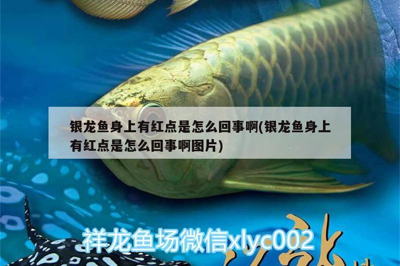 銀龍魚身上有紅點是怎么回事啊(銀龍魚身上有紅點是怎么回事啊圖片)