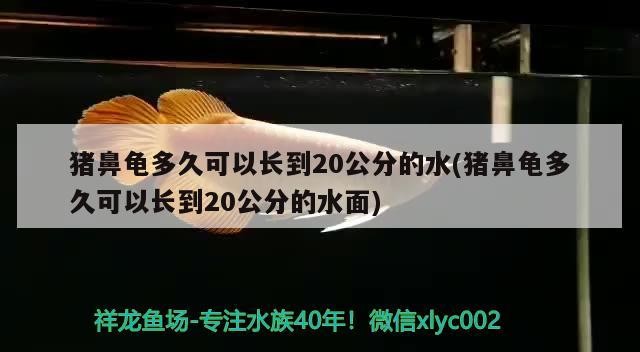 豬鼻龜多久可以長到20公分的水(豬鼻龜多久可以長到20公分的水面)