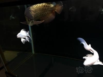 龍魚不睡覺嗎